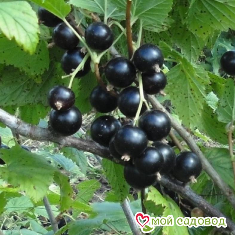 Черная смородина Орловский вальс