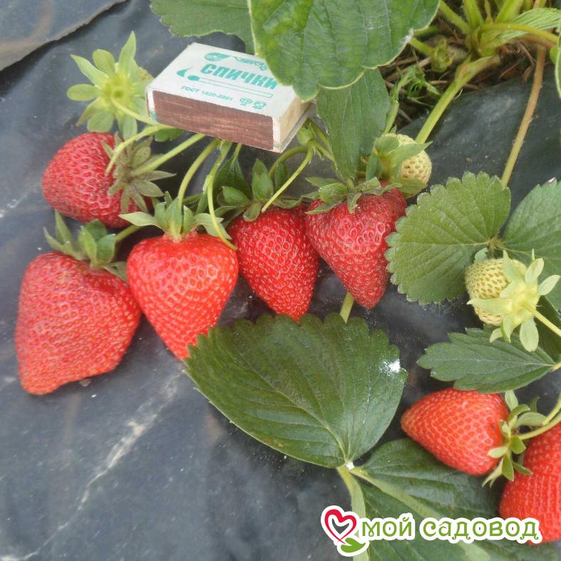 Клубника Ирма