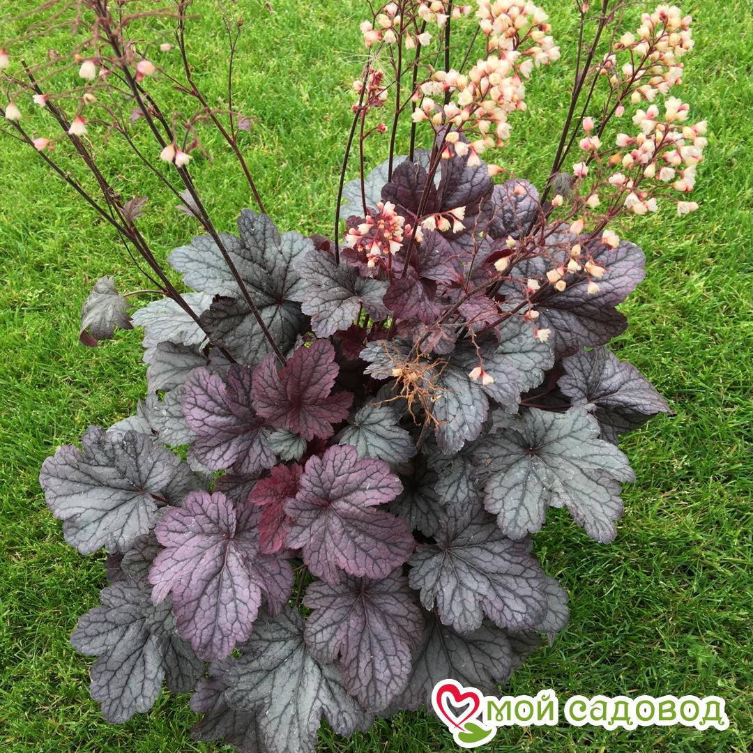 Гейхера Шанхай