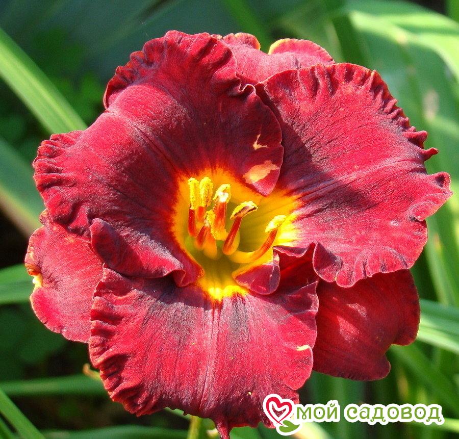 ЛИЛЕЙНИК ЛИТЛ РЕД ВАГОН